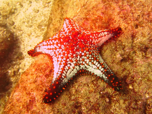 Estrellas de mar